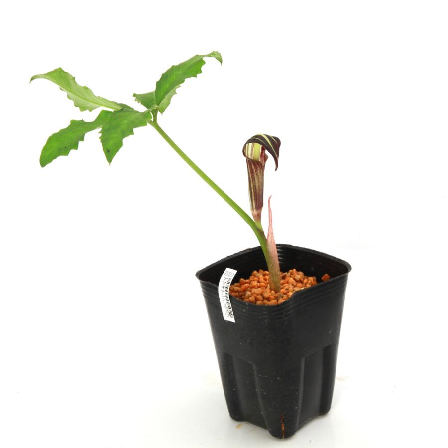 m*o様 山野草 アマギテンナンショウ 実生 10球 t*o様 山野草 アマギ