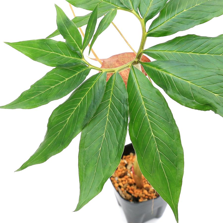 山野草）赤花 ウラシマソウ 紀州産（赤花浦島草）3号（1ポット