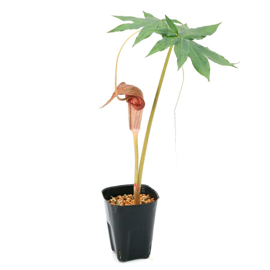 山野草）赤花 ウラシマソウ 紀州産（赤花浦島草）3号（1ポット