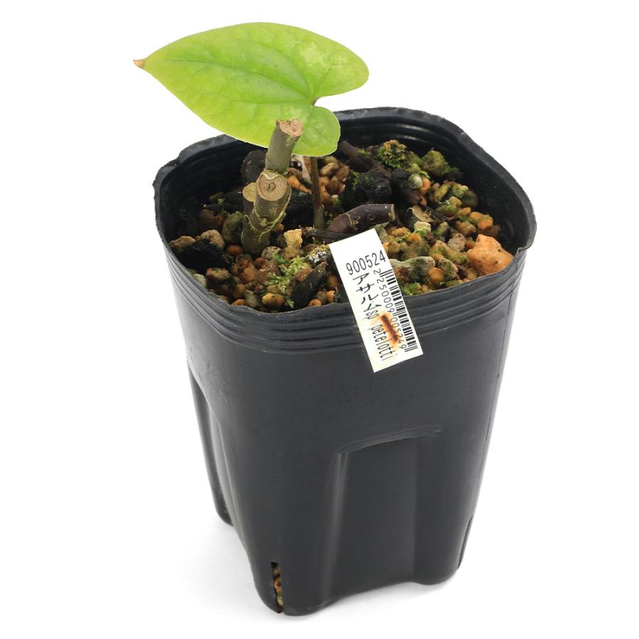 山野草）カンアオイ（寒葵）アサルム ペテロッティ（Asarum