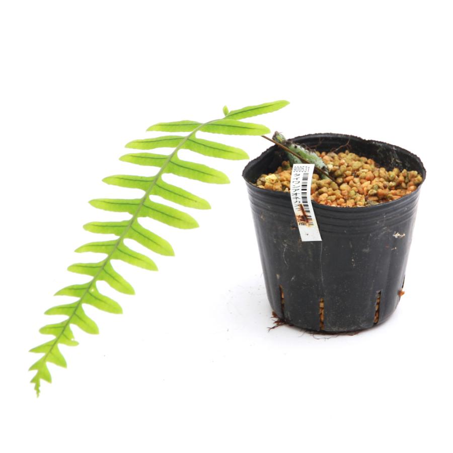 山野草）シダ（羊歯）タイワンアオネカズラ（台湾青根葛）3号（1