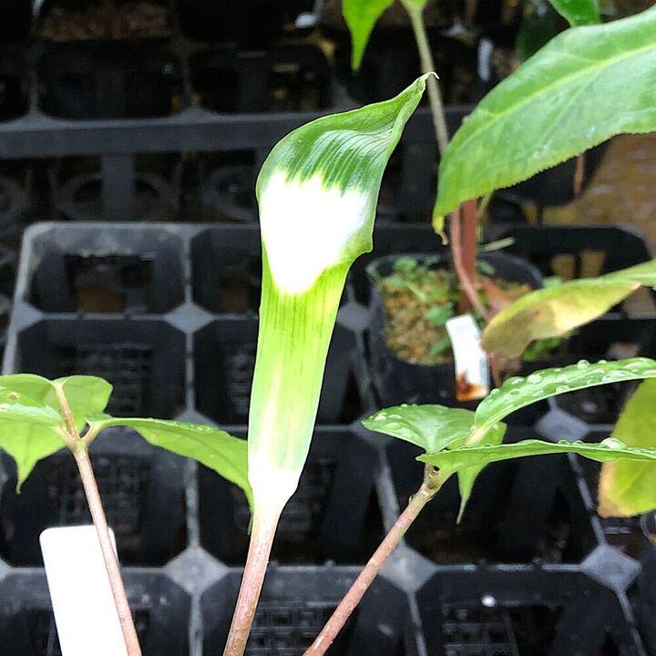 山野草）テンナンショウ（天南星）Arisaema