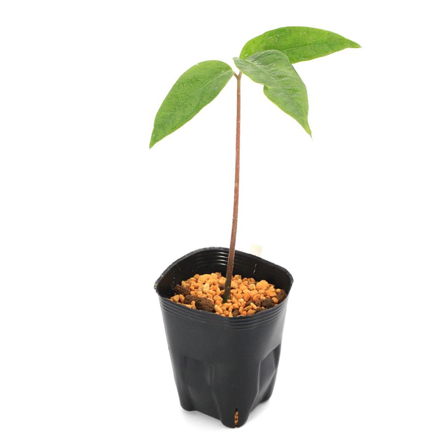 t*o様 山野草 オオアマミテンナンショウ 実生 1球 希少 山野草 オオ