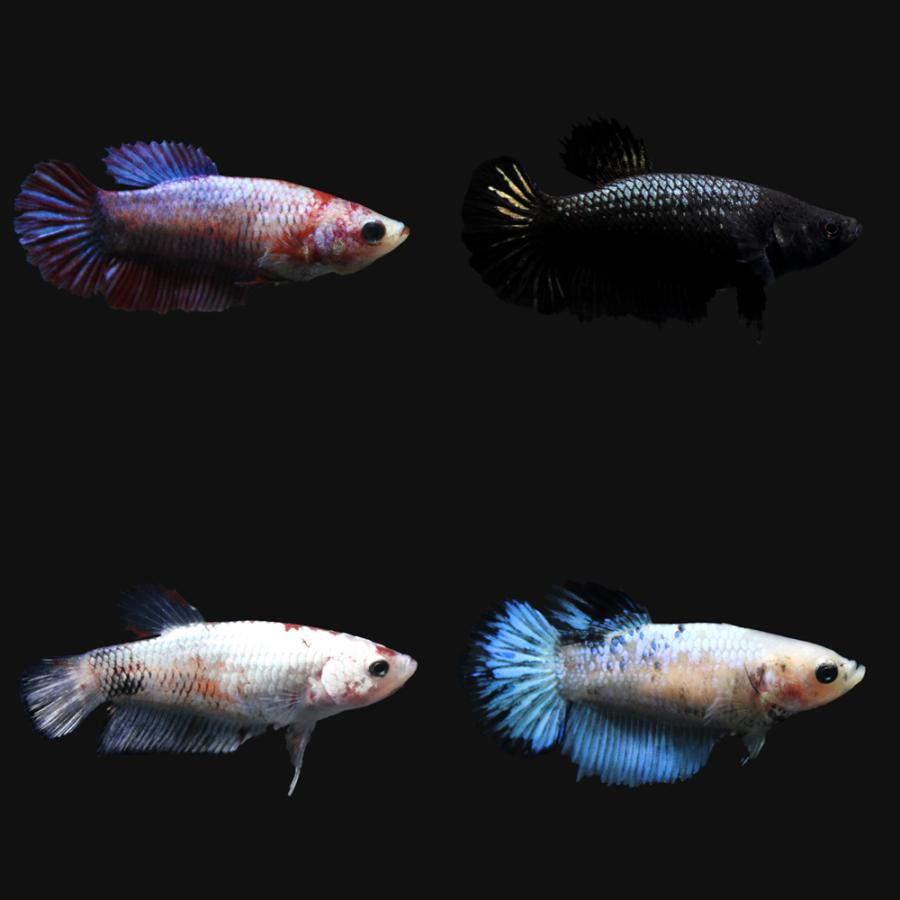 高評価のクリスマスプレゼント 熱帯魚 ベタ スーパーデルタテール 色指定なし メス １匹 北海道航空便要保温1 280円 Aynaelda Com