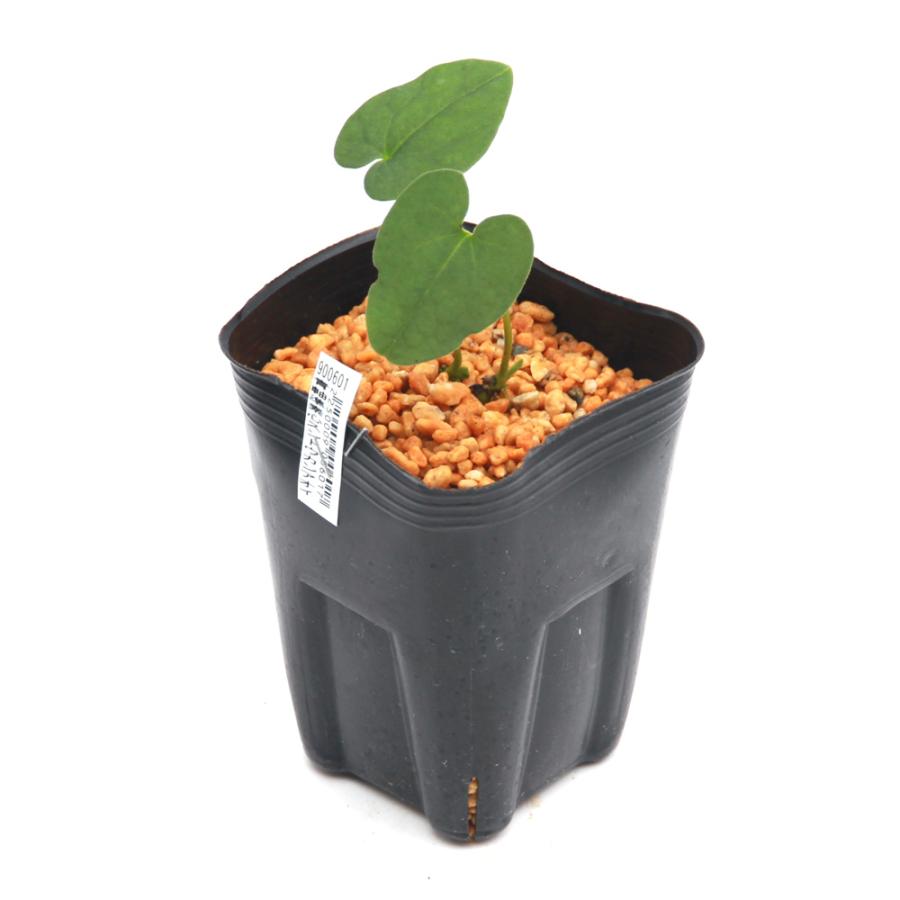 【天然野生のカンアオイ】ボリューム満点！超絶BIGなカンアオイ＊寒葵＊山野草 天然野生のカンアオイ】ボリューム満点！超絶BIGなカンアオイ