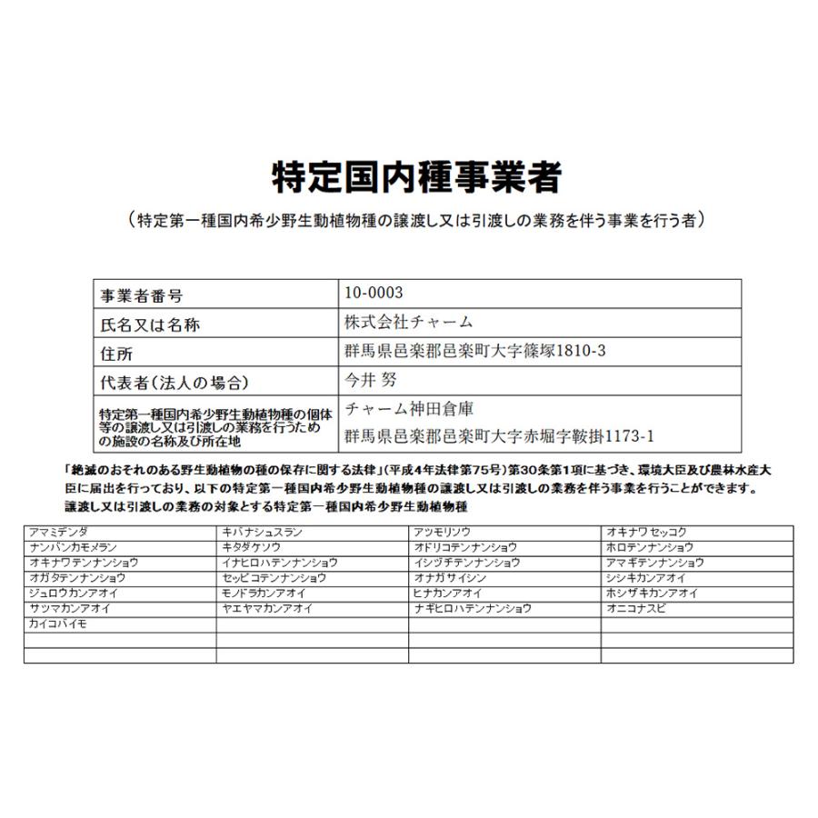 山野草）テンナンショウ（天南星）模様葉ホロテンナンショウ Sサイズ