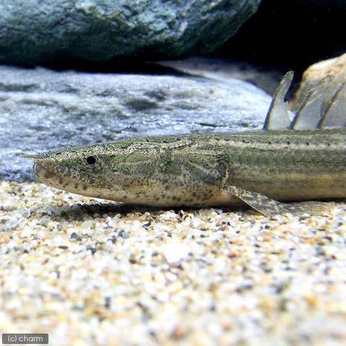 古代魚 ポリプテルス ビキールラプラディ(ナイジェリア産) 熱帯魚）ポリプテルス・ビキール・ラプラディ ナイジェリア産 （18