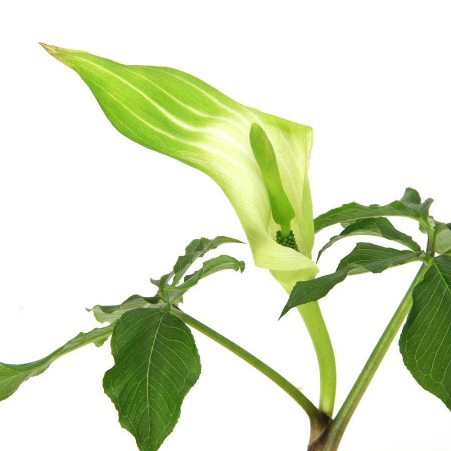 山野草）テンナンショウ（天南星）オドリコテンナンショウ 1球入り 3