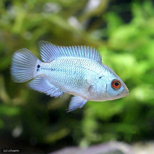 100 安い 熱帯魚 フラワーホーン 沖縄航空便要保温 ｓサイズ 北海道 １匹 九州 ラピスラズリ 観賞魚生体