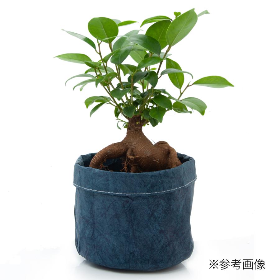 鉢 盆栽鉢 特殊鉢 【公式通販】