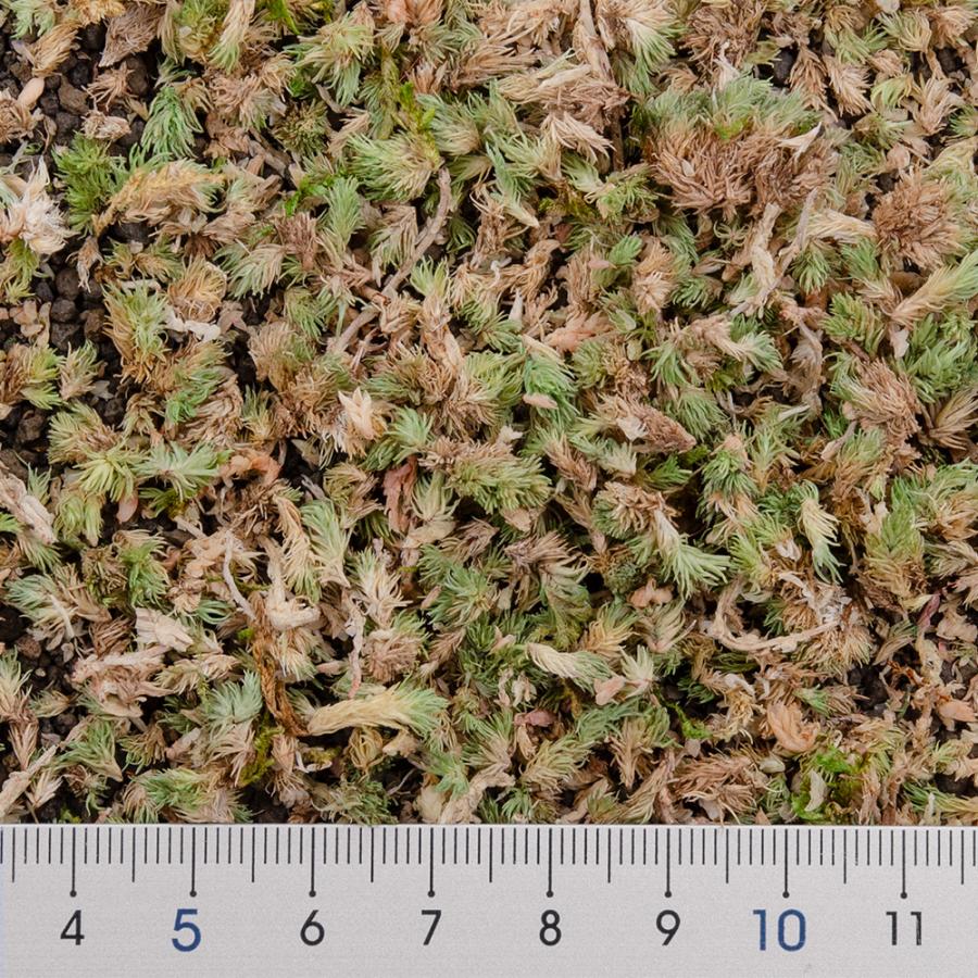 簡単まきごけ　ヤマゴケ | Leaf Corp | 02