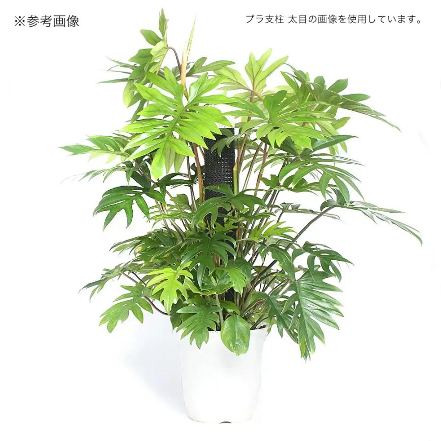 支柱 プラ支柱 細目 50cm モンステラ ポトス : 930653 : チャーム 