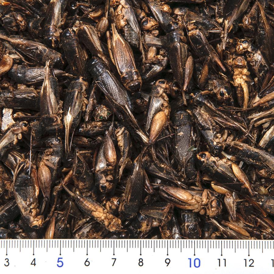 Ｌｅａｆ　乾燥コオロギ　１００ｇ　両生類　爬虫類　ハリネズミ　モモンガ　フード　餌　エサ | Leaf Corp | 01