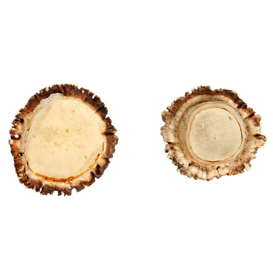 Leaf Corp 鹿の角 コイン 2個 根本 小型犬 中型犬 犬 おもちゃ