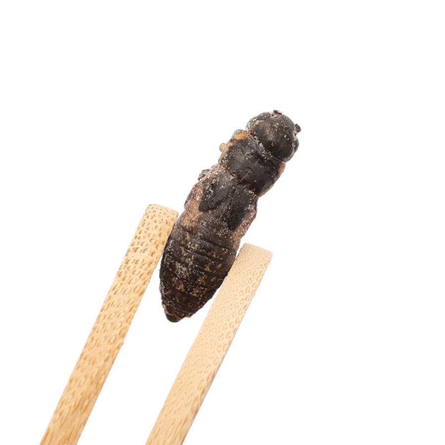 冷凍★冷凍クロコオロギ　真空パック　メガＬサイズ　１００ｇ　爬虫類エサ　無添加　無着色　別途クール手数料　常温商品同梱不可 | Leaf Corp | 02