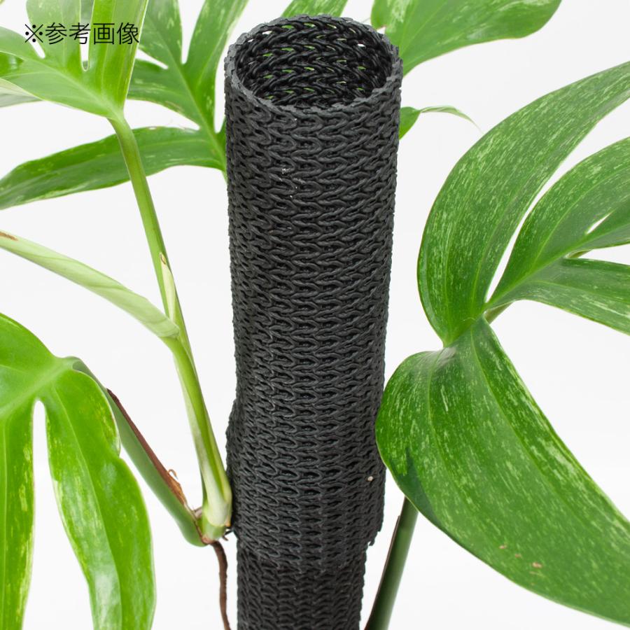 支柱 プラ支柱 太目 20〜25cm モンステラ ポトス 園芸支柱 支柱 プラ支柱 太目 20〜25cm モンステラ ポトス 園芸支柱