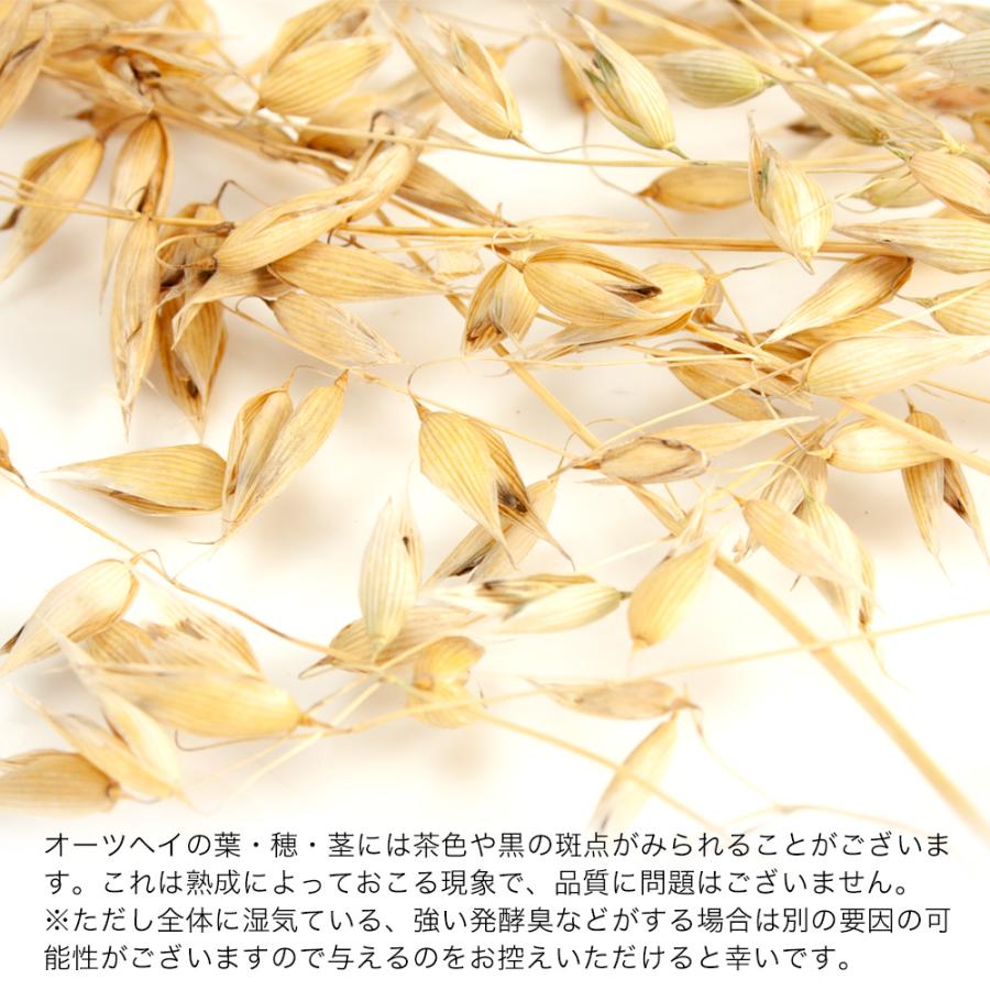 Leaf Corp 国産牧草 オーツヘイの穂 50g 牧草 うさぎ 鳥 おやつ