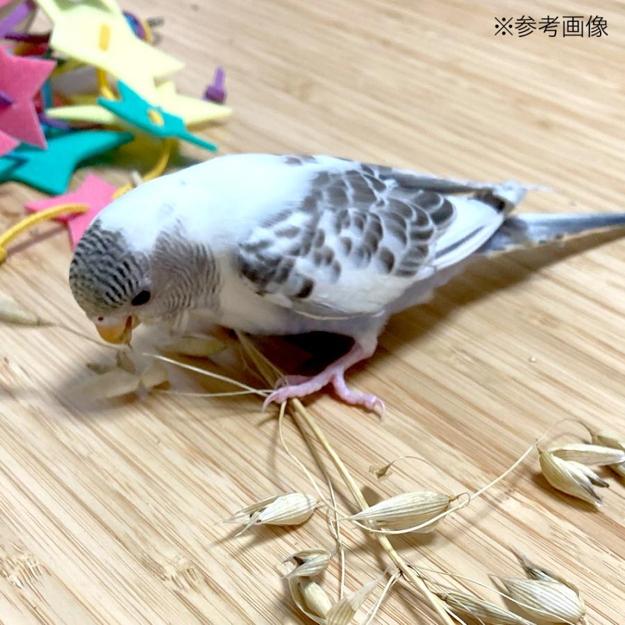 Leaf Corp 令和6年産 国産牧草 オーツヘイの穂 50g 牧草 うさぎ 鳥