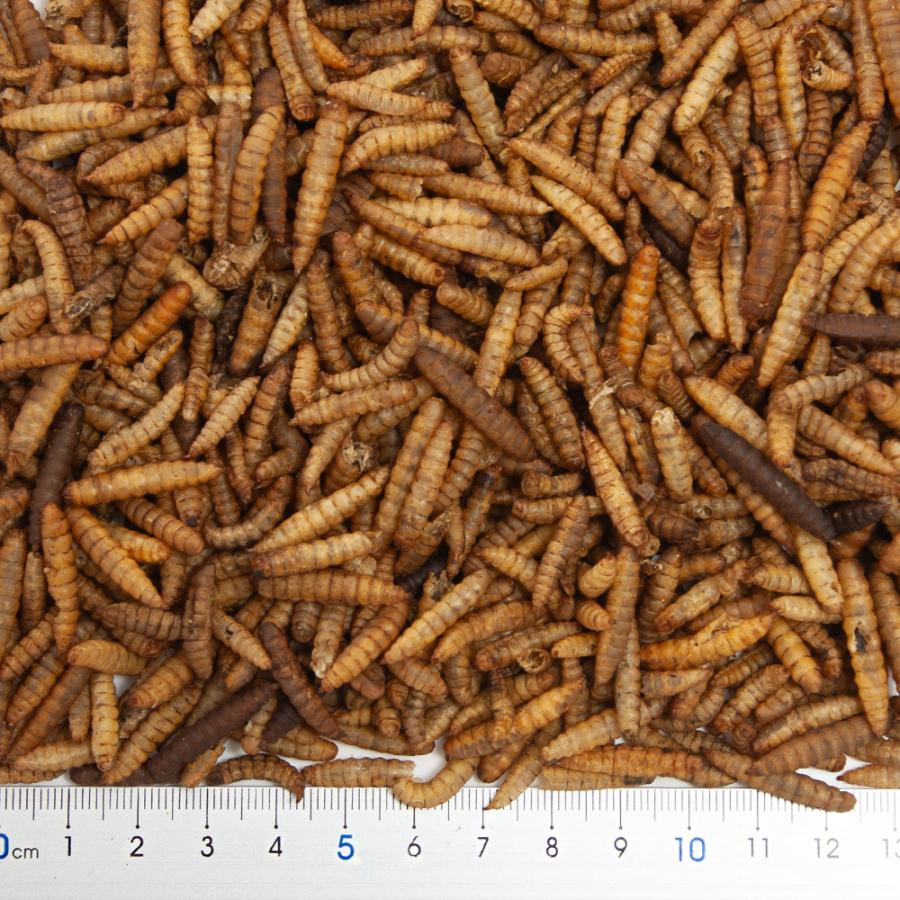 乾燥ブラックソルジャーフライ　５０ｇ　両生類　爬虫類　ハリネズミ　モモンガ　フード　餌　エサ | Leaf Corp | 02
