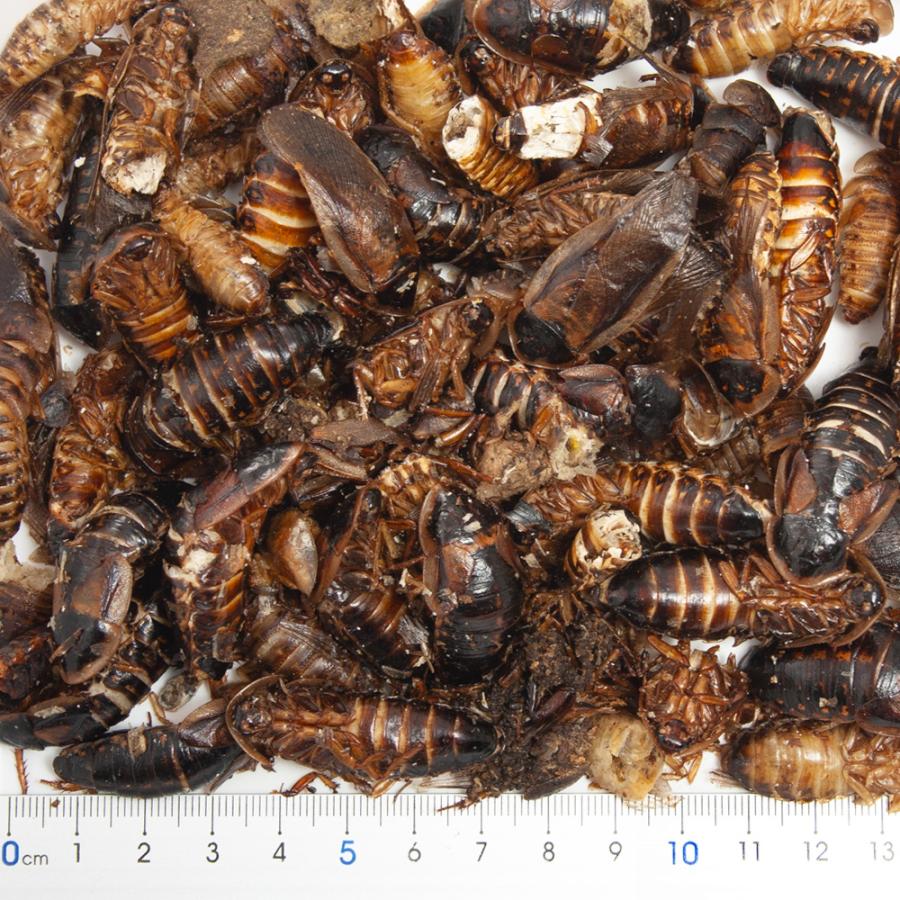 Leaf Corp 乾燥デュビア 50g 両生類 爬虫類 ハリネズミ モモンガ