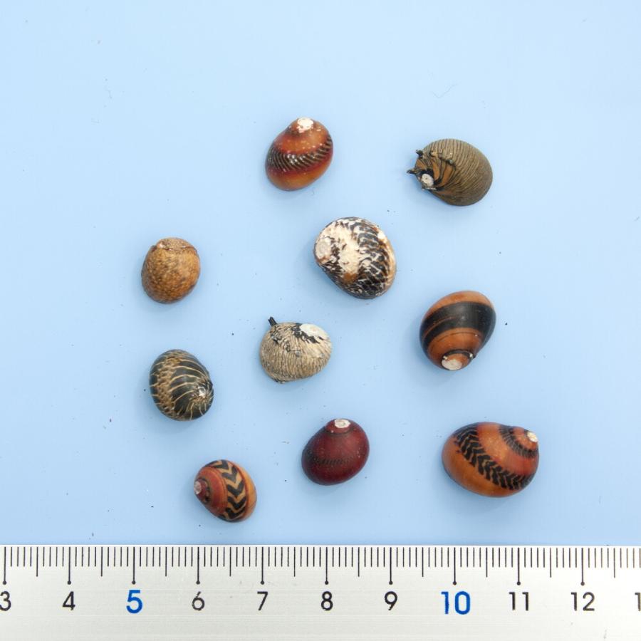 貝殻 やどかりの貝殻 淡水貝ミックス（殻口〜5mm）（10個）（形状