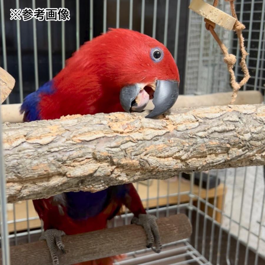 Leaf Corp コルクのとまり木 30cm 大型インコ オウム : チャーム