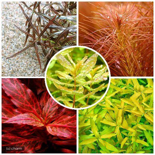 水草 おまかせ５色紅葉セット 水上葉 無農薬 ２０本 第1位獲得