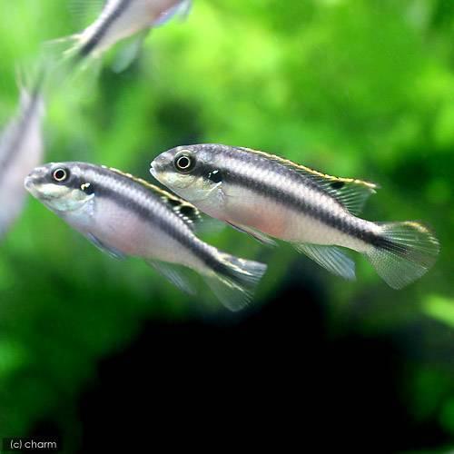 チャーム Charm 店 熱帯魚 ペルヴィカクロミス プルケール ペルマト １匹 北海道 九州航空便要保温 贅沢