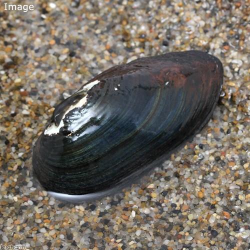 エビ 貝 イシ貝 ２匹 北海道航空便要保温 Saralinfrastructure Com