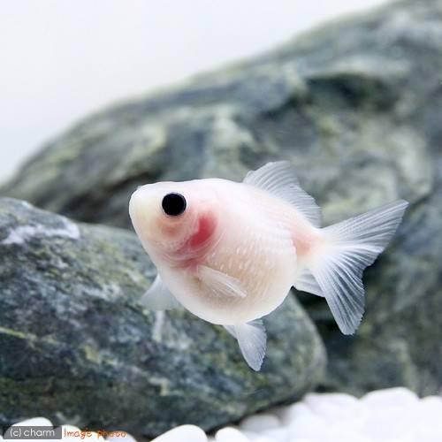 国産金魚 ミルクピンポンパール ３匹 Kingsandqueensadult Com