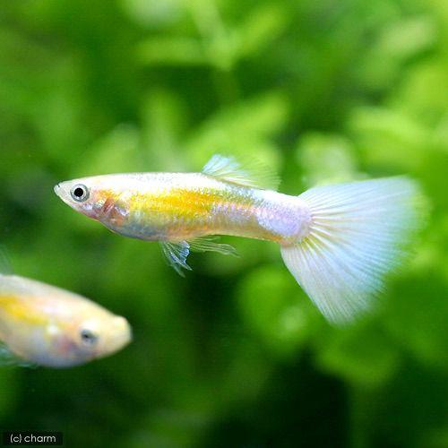 熱帯魚 ゴールデンプラチナアメリカンホワイト グッピー １ペア 送料無料 新品 北海道航空便要保温 国産グッピー