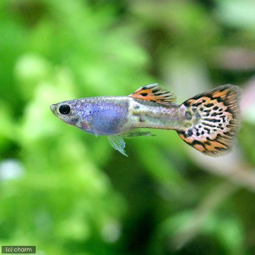 熱帯魚 メタルレッドレースコブラ グッピー 国産グッピー １ペア 北海道航空便要保温 チャーム Charm Paypayモール店 通販 Paypayモール