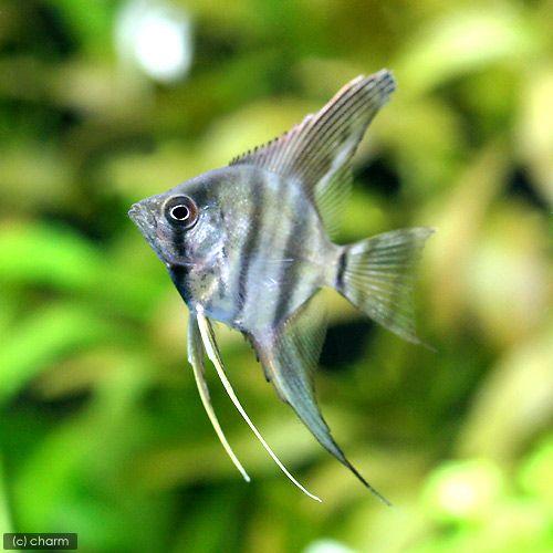 エンゼルフィッシュ Amazon | 【熱帯魚／エンゼルフィッシュ】 ミックスエンゼル