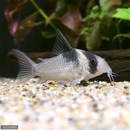 熱帯魚 コリドラス スポッテッドバーゲシー ワイルド １匹 北海道 九州航空便要保温 チャーム Charm Paypayモール店 通販 Paypayモール