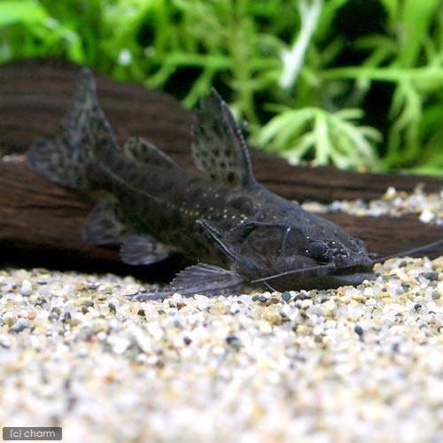 （熱帯魚）ジャガー・キャット　ペルー（１匹）　北海道・九州航空便要保温