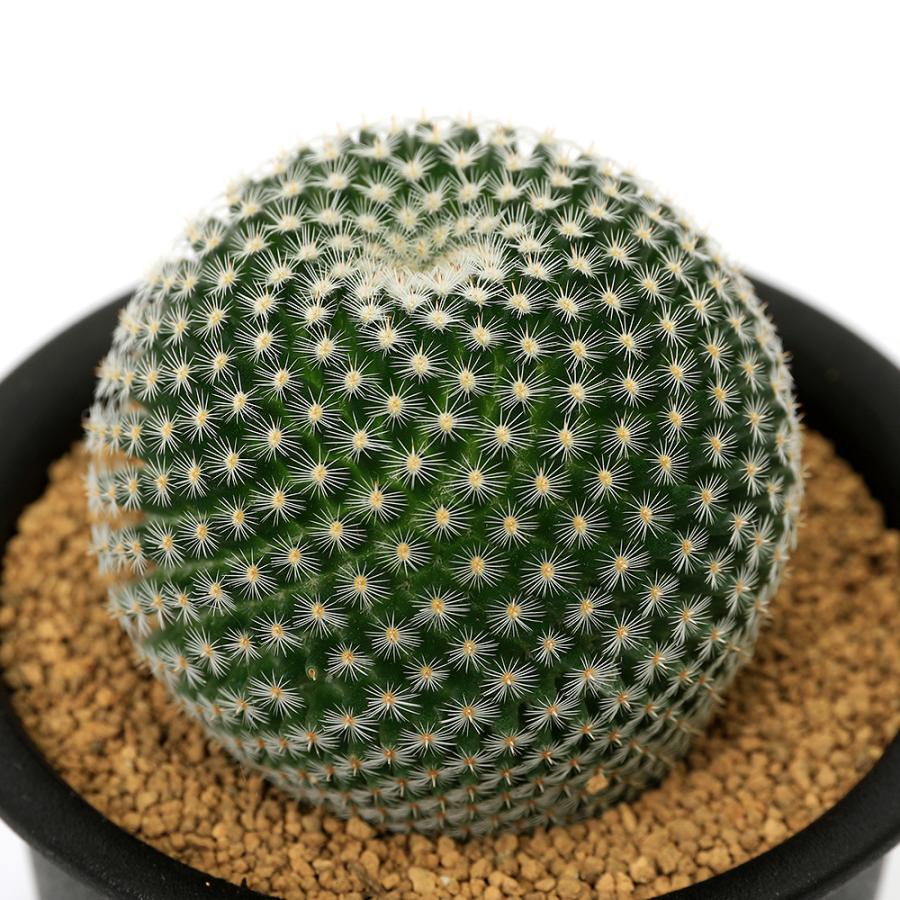 多肉植物）サボテン マミラリア ペルベラ 大福丸 3号（1鉢