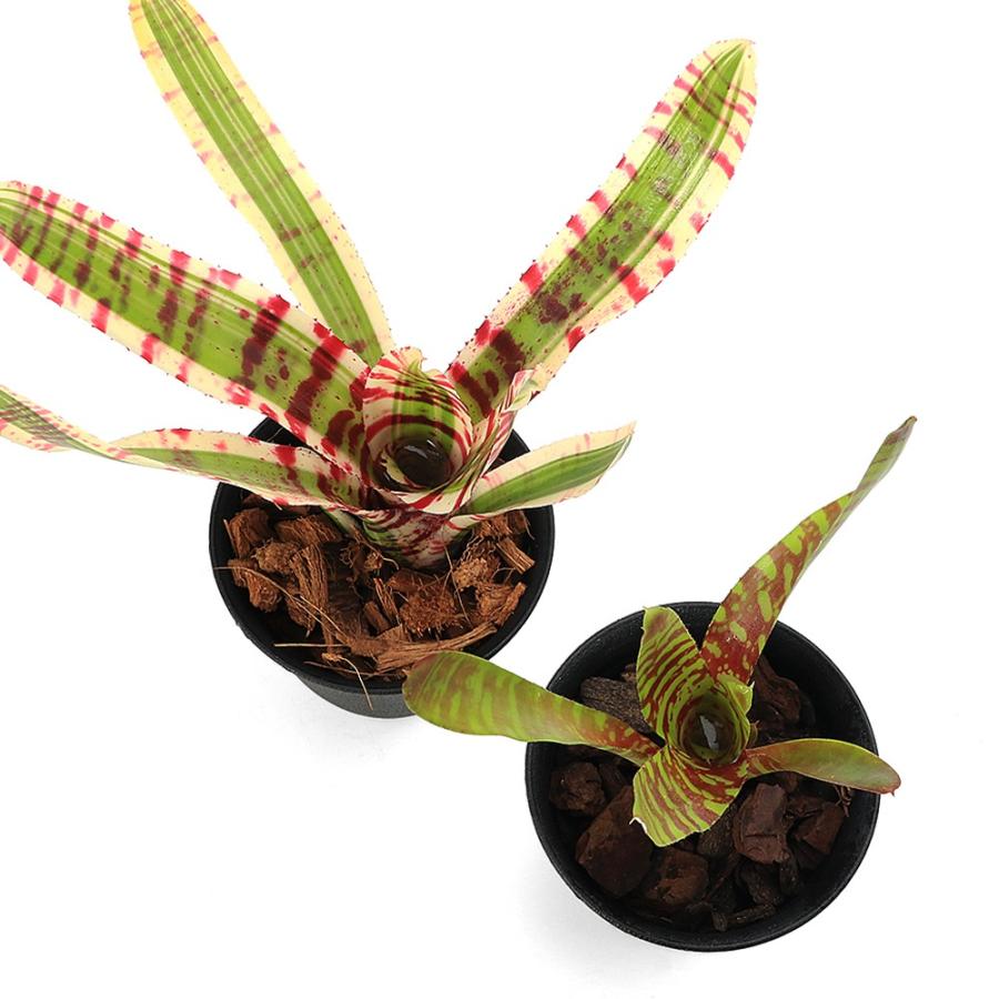 観葉植物）品種おまかせ タンクブロメリア 子株（1株） : チャーム