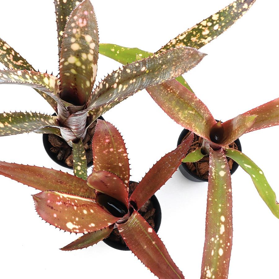 観葉植物）品種おまかせ タンクブロメリア 子株（1株） : チャーム