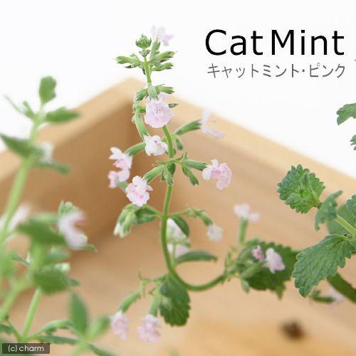 総合福袋 観葉植物 ハーブ苗 ミント キャットミント ピンク ３号 １ポット 家庭菜園430円 Whitesforracialequity Org