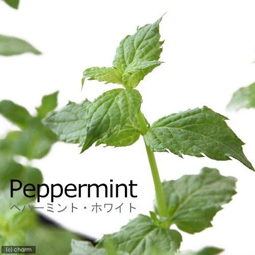 チャーム（charm） （観葉植物）ハーブ苗 ミント ペパーミント