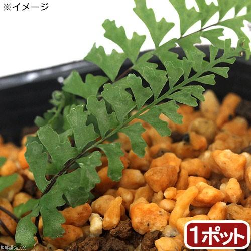 チャーム（charm） （山野草）シダ（羊歯）カミガモシダ（上賀茂羊歯