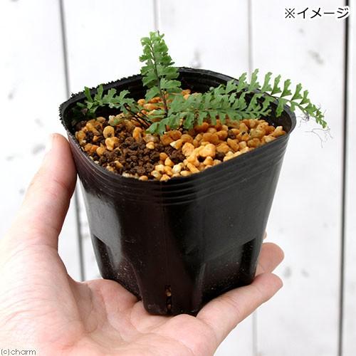 チャーム（charm） （山野草）シダ（羊歯）カミガモシダ（上賀茂羊歯
