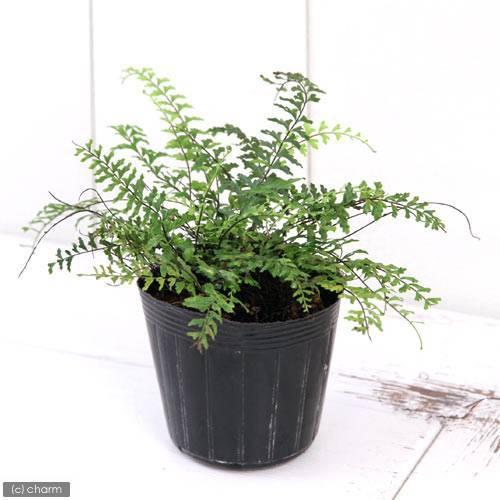 チャーム（charm） （山野草）シダ（羊歯）カミガモシダ（上賀茂羊歯