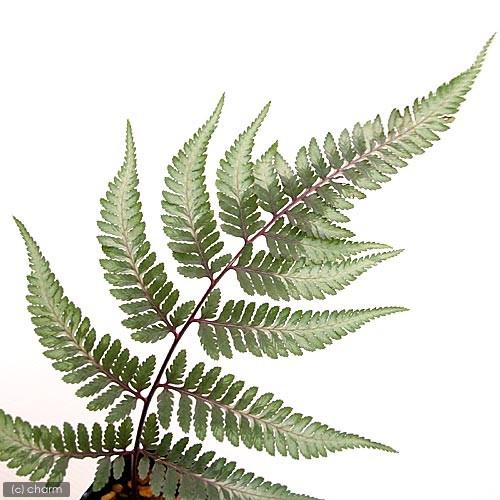 366円 12月スーパーsale 山野草 シダ 羊歯 ニシキシダ 錦羊歯 アシリウム ３号 １ポット