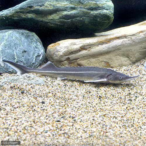 特価新作 淡水魚 コチョウザメ １匹 Paypayモール店 通販 Paypayモール 沖縄別途送料 チャーム Charm 通販大人気 Vanderschooten Com