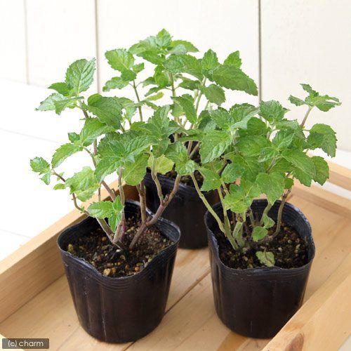 最大67 オフ 観葉植物 ハーブ苗 ミント グレープフルーツミント ３号 １ポット 家庭菜園390円 Aynaelda Com
