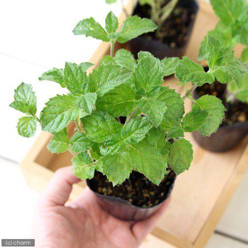 最大67 オフ 観葉植物 ハーブ苗 ミント グレープフルーツミント ３号 １ポット 家庭菜園390円 Aynaelda Com