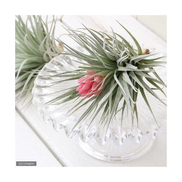 驚きの値段 観葉植物 エアープランツ ティランジア コットンキャンディ ピンク １株 低廉