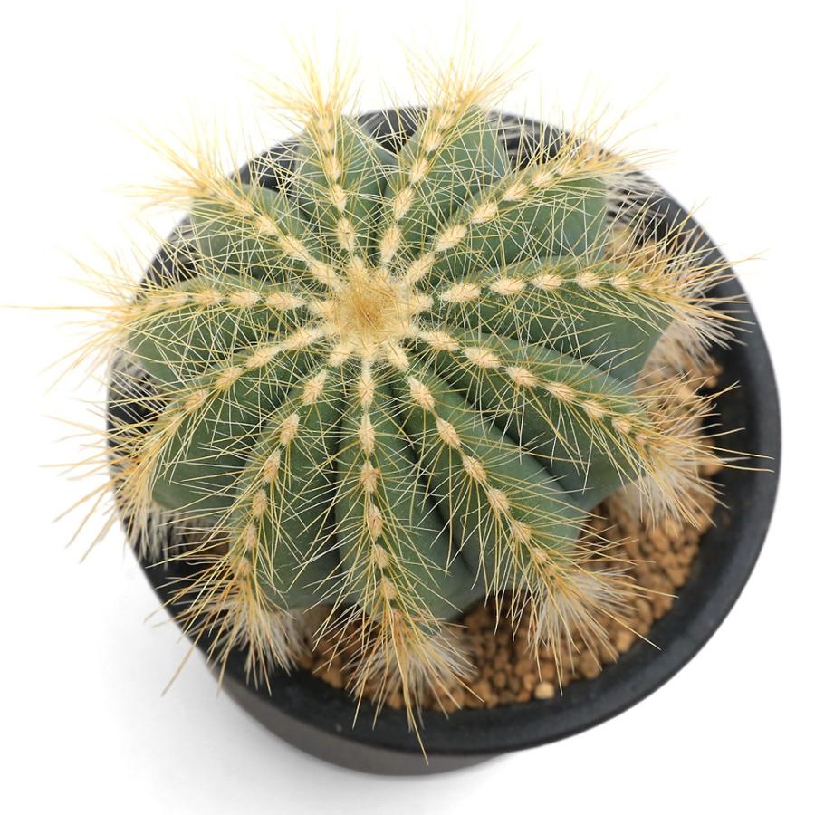 多肉植物）サボテン エリオカクタス マグニフィクス 3号（1鉢