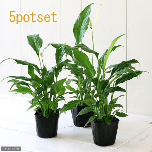 観葉植物）スパティフィラム 3〜3．5号（5ポット） : チャーム